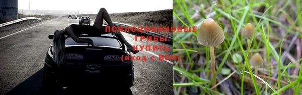 PSILOCYBIN Каменногорск